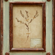 Framed Botanical Prints