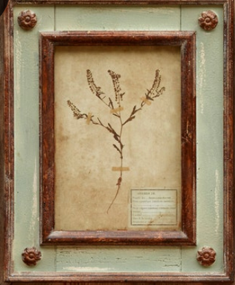 Framed Botanical Prints