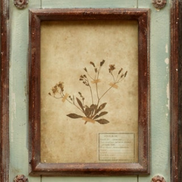 Framed Botanical Prints