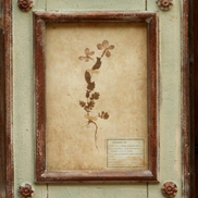 Framed Botanical Prints