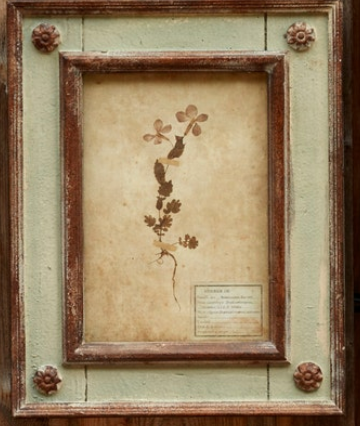 Framed Botanical Prints
