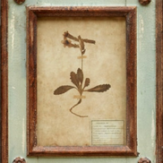 Framed Botanical Prints