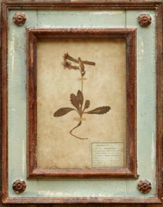 Framed Botanical Prints
