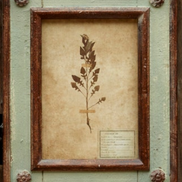 Framed Botanical Prints