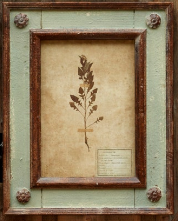 Framed Botanical Prints