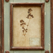 Framed Botanical Prints