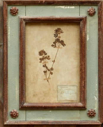 Framed Botanical Prints