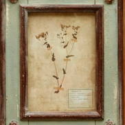 Framed Botanical Prints