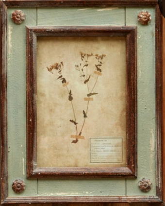 Framed Botanical Prints