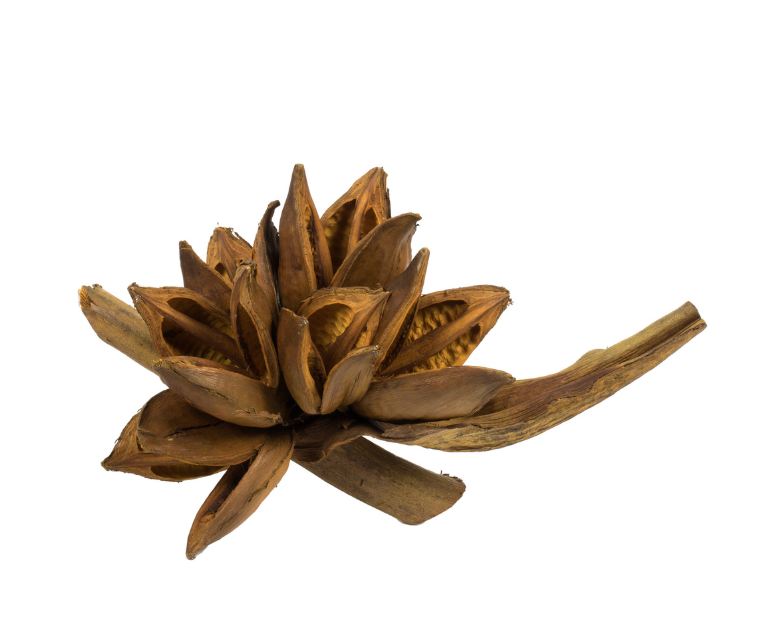 Aspen Gold Star Pod