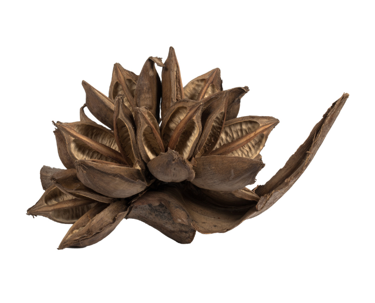 Natural Star Pod