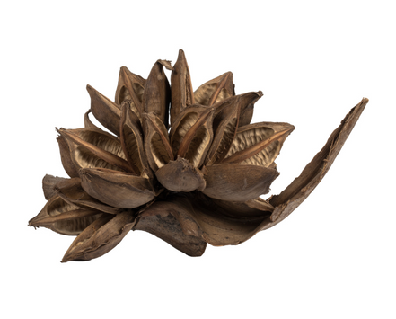 Natural Star Pod
