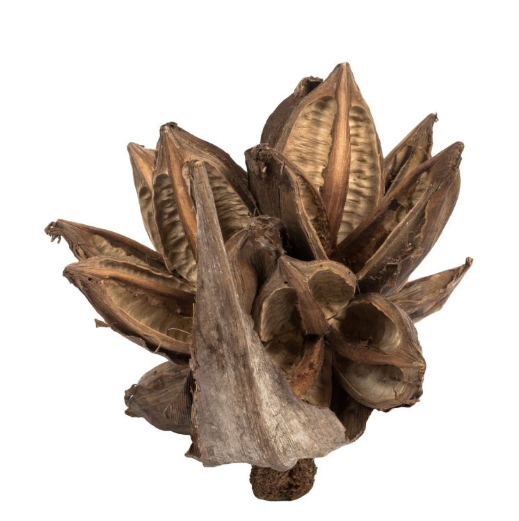Natural Star Pod