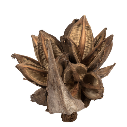 Natural Star Pod