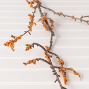 Orange Berry Stem