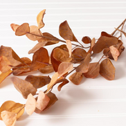 Eucalyptus Leaf Stem