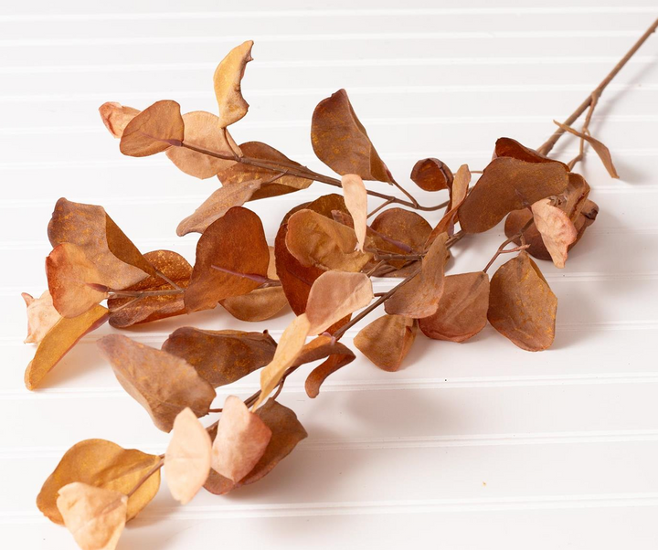 Eucalyptus Leaf Stem