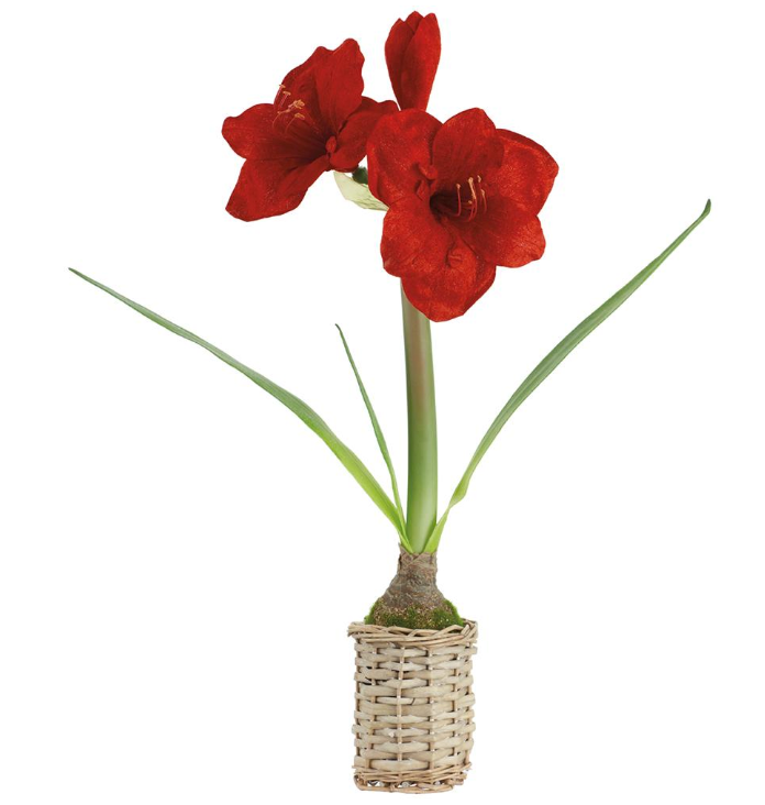 Velvet Amaryllis in Basket