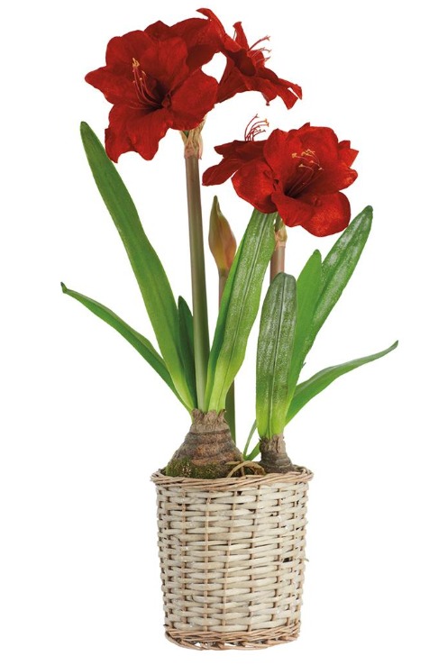 Velvet Amaryllis in Basket