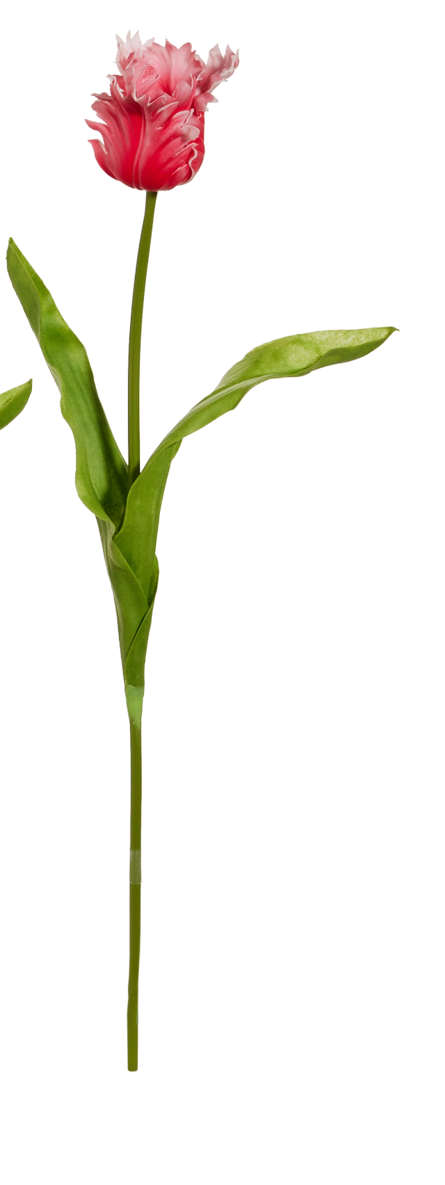 22.5" Real Touch Pink Parrot Tulip Stem
