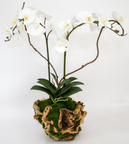 Double 8" Orchid in Grape Wood Basket