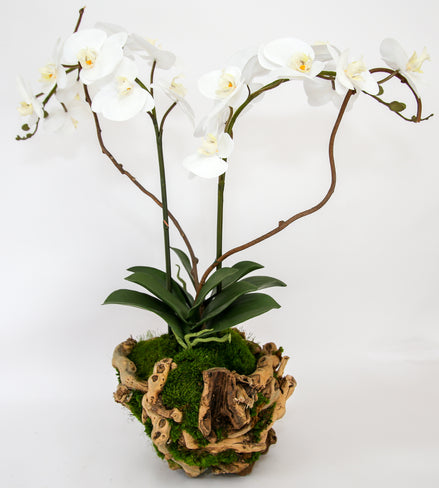 Double 8" Orchid in Grape Wood Basket