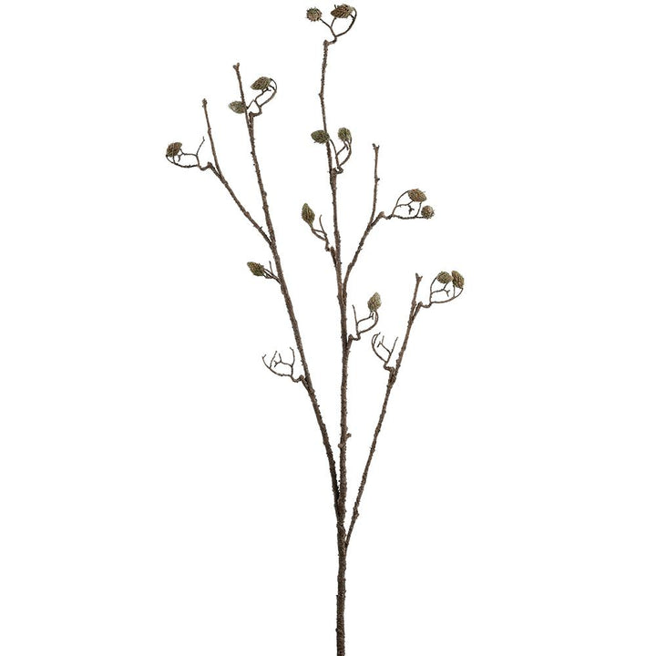 Pine Cone Branch