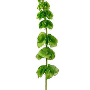 Bells of Ireland Green Spray