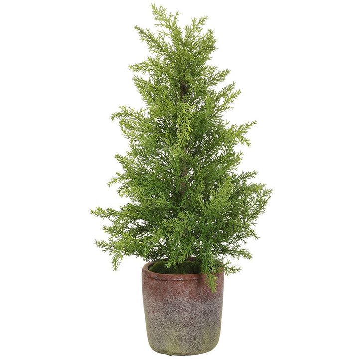 Cedar Tree in Planter