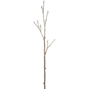 Pine Cone Branch