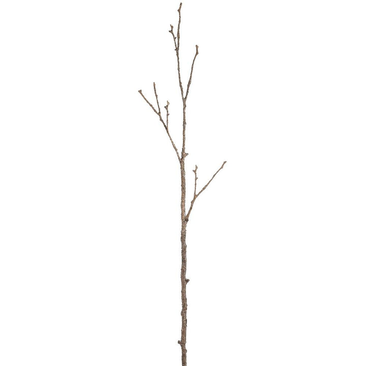 Pine Cone Branch