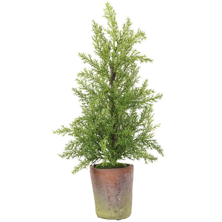 Cedar Tree in Planter