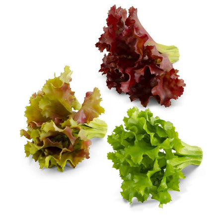 Lettuce Romaine Asstd Real Touch