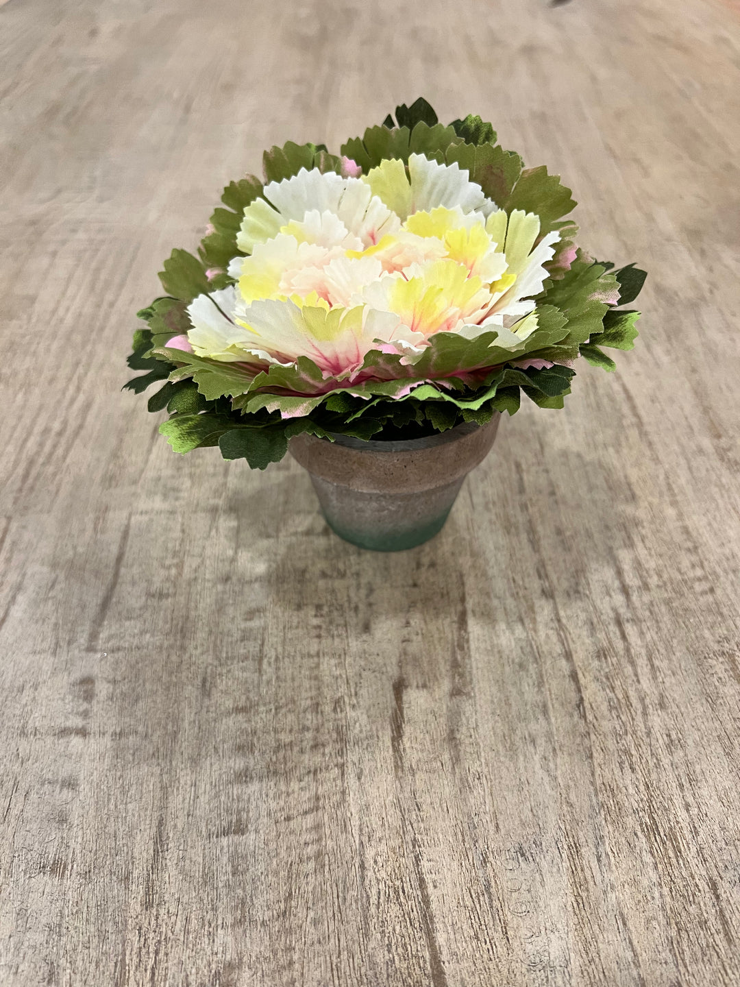 6" Pink Potted Cabbage