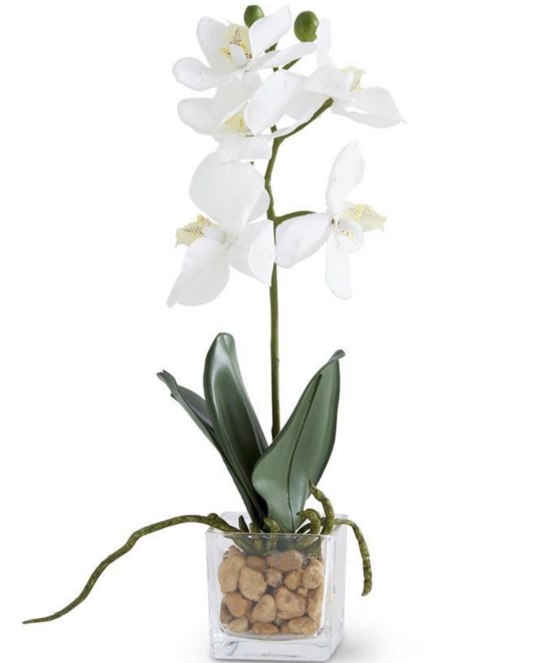 11 Inch White Orchid in Square Glass Dish