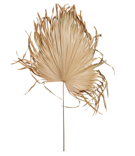 Stem Dried Palm Fan Leaf