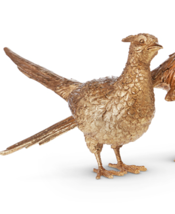 Gold Pheasant
