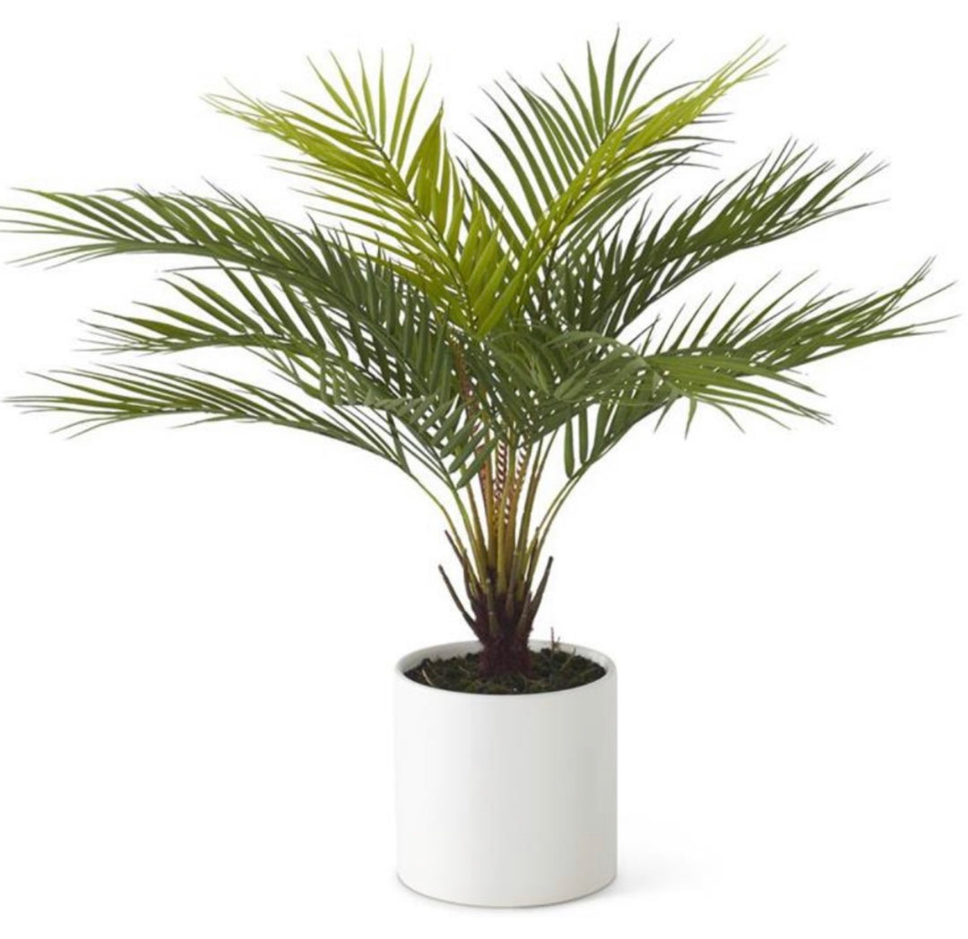 23.5" Date Palm In White Ceramic Pot KK