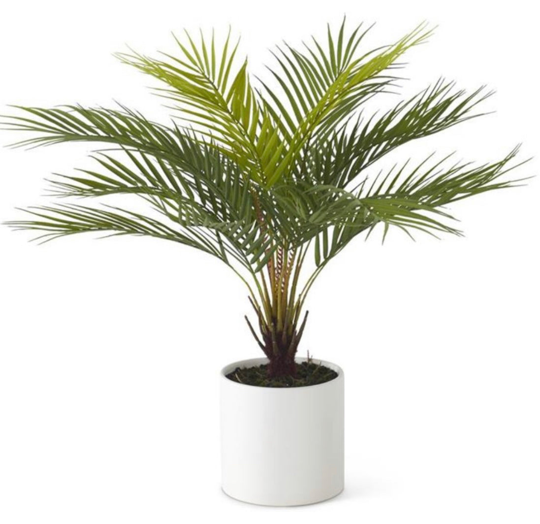 23.5" Date Palm In White Ceramic Pot