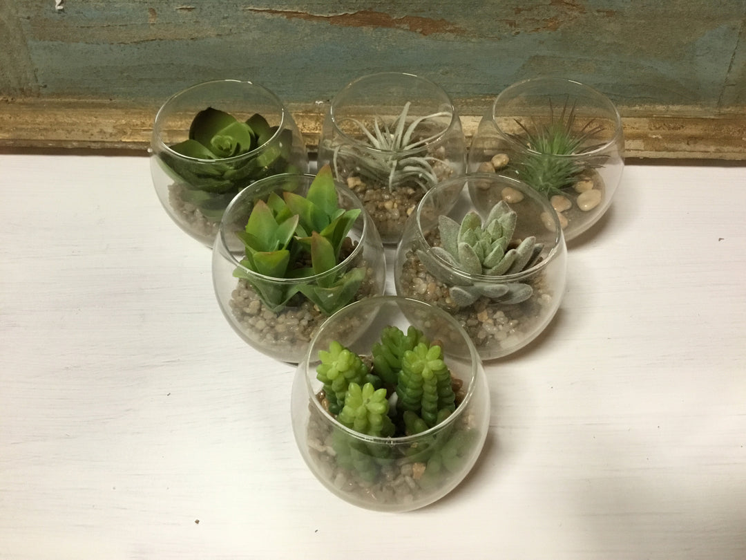 Succulent In Glass