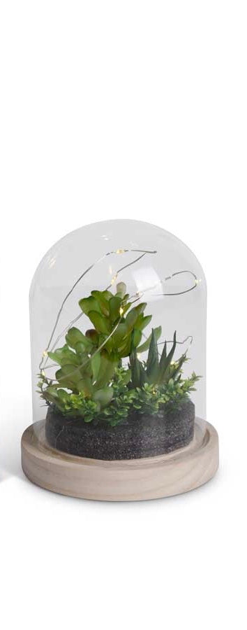Succulent Terrariums LED Dome 8”